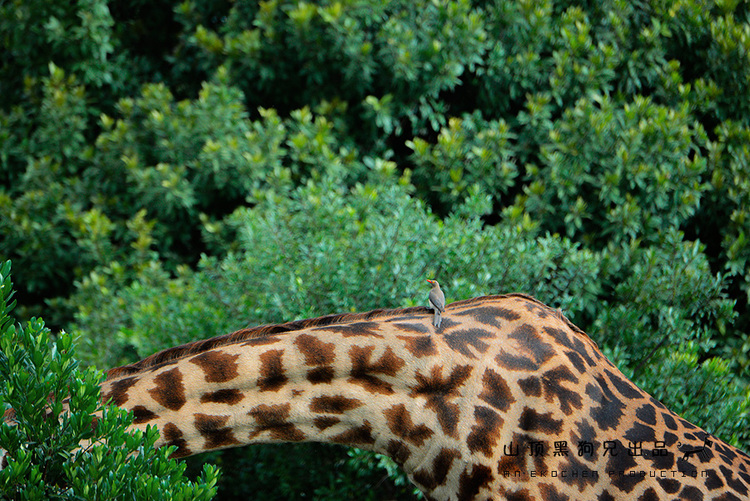 马赛马拉：它不是一个国家公园