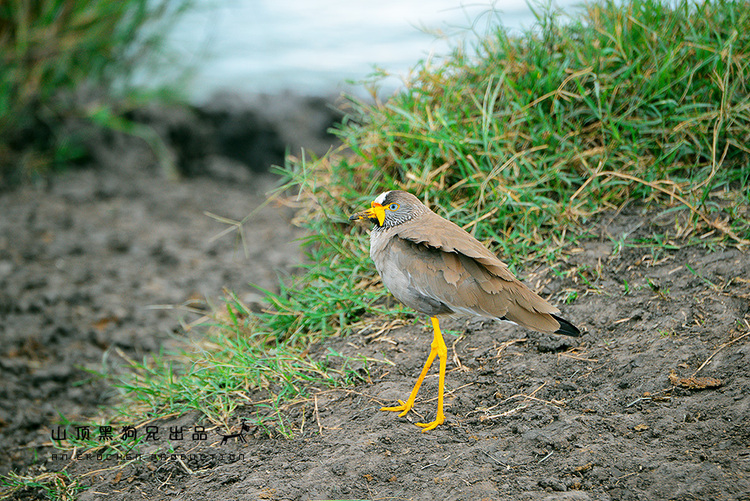 马赛马拉：它不是一个国家公园
