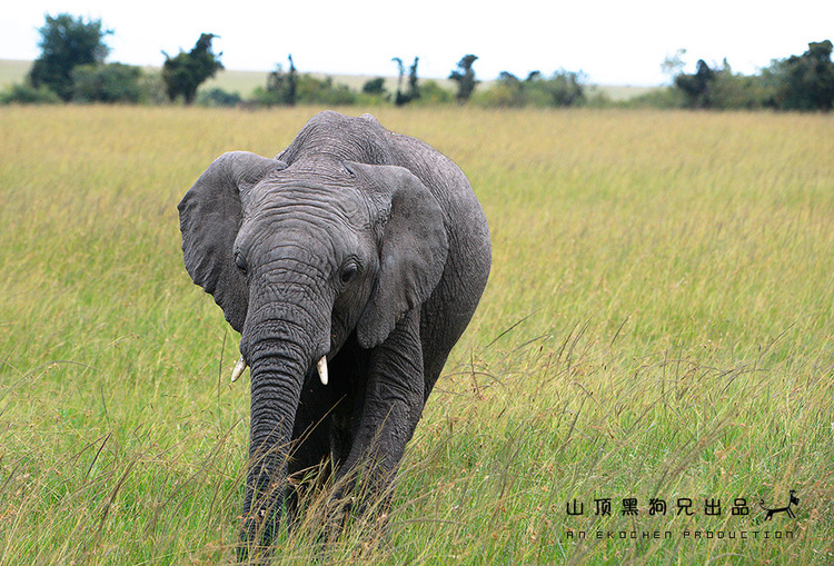 马赛马拉：它不是一个国家公园