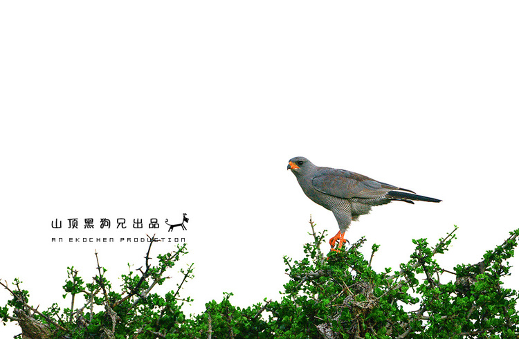 马赛马拉：它不是一个国家公园