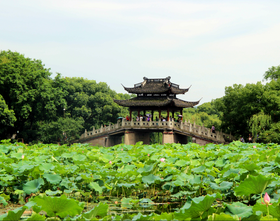 曲院风荷封面图