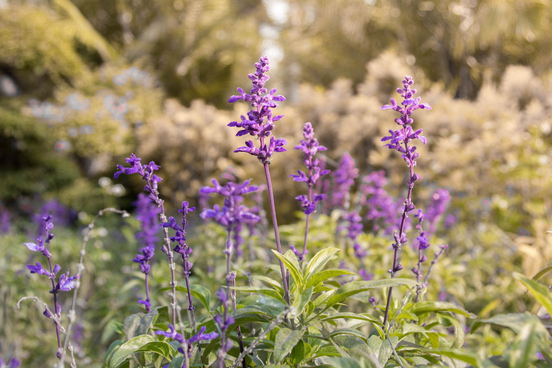 花卉世界封面图