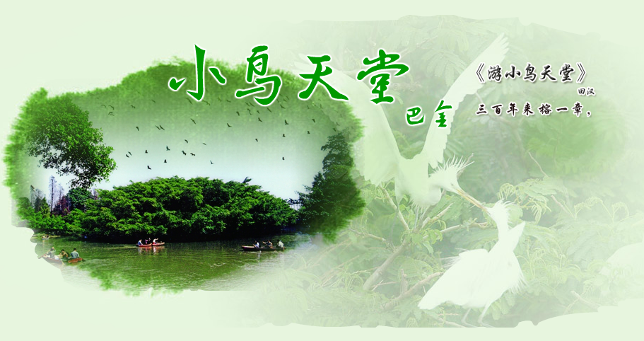 小鸟天堂封面图