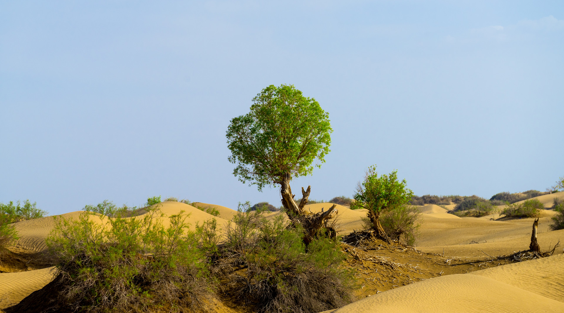 塔克拉玛干沙漠封面图