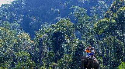 【纯玩版纳5天】<曼听公园 勐泐文化园 野象谷 原始森林公园 南糯山 总佛寺 告庄西双景 星光夜>