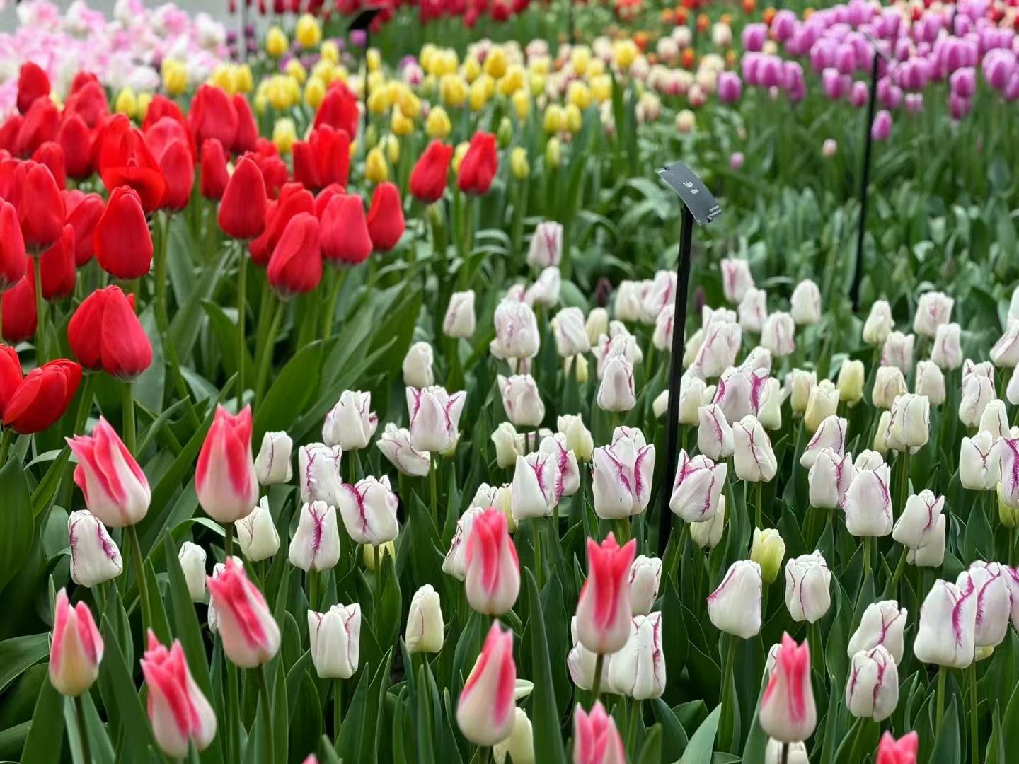 郁金香花园封面图