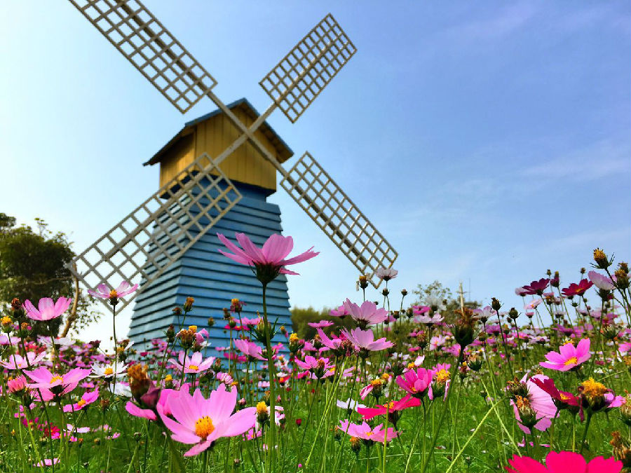 从化宝趣风车封面图