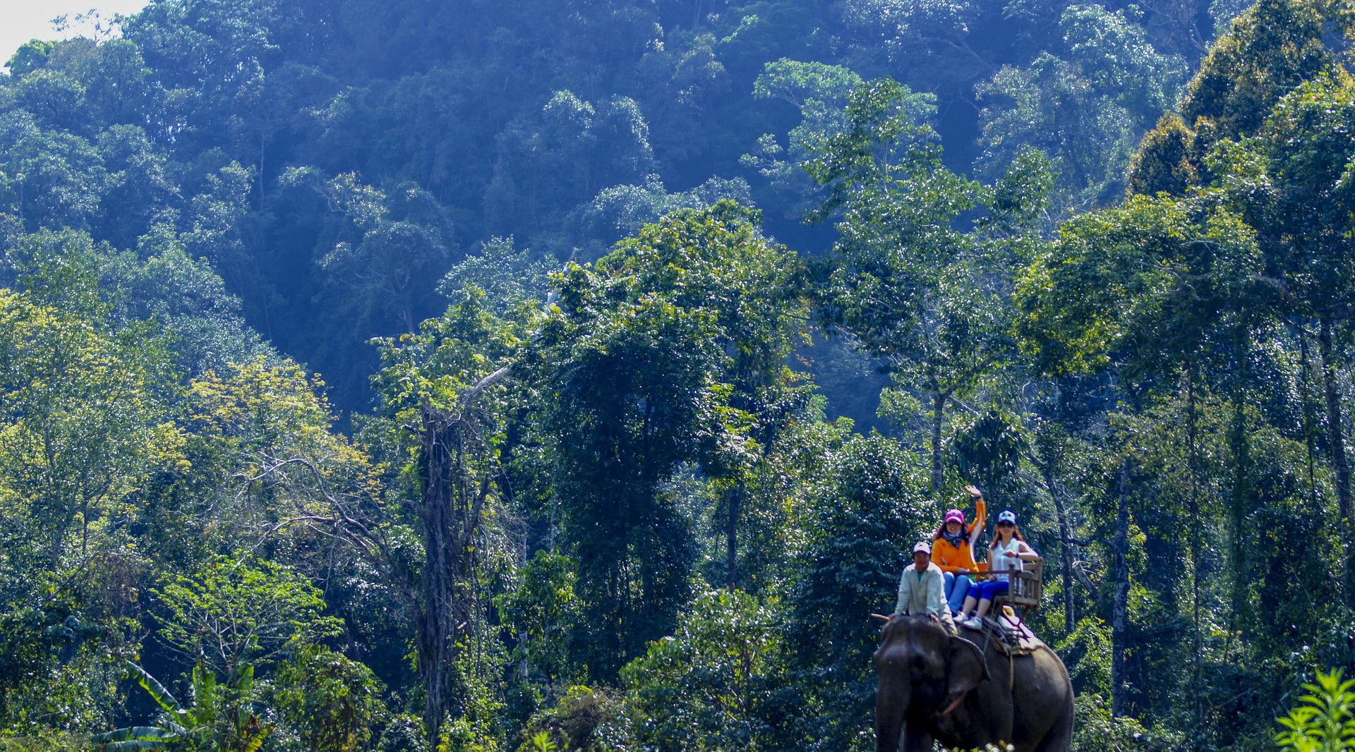 丛林骑大象封面图