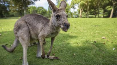 景点：袋鼠