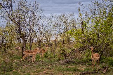 【南非10天】<南非最古老葡萄园酒庄 太阳城 匹林斯堡国家公园 钻石加工店 好望角 摩天大楼>