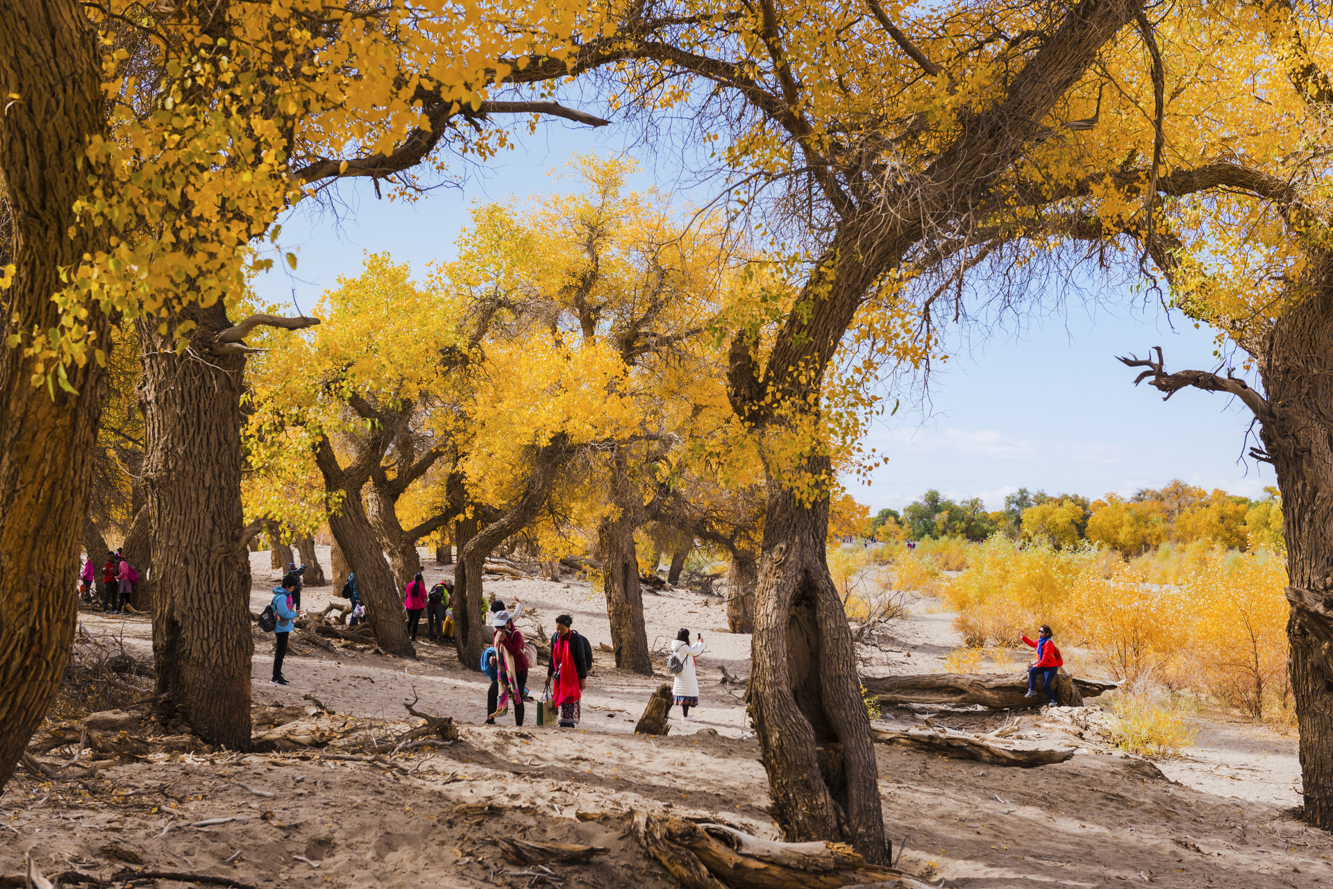 额济纳胡杨林封面图