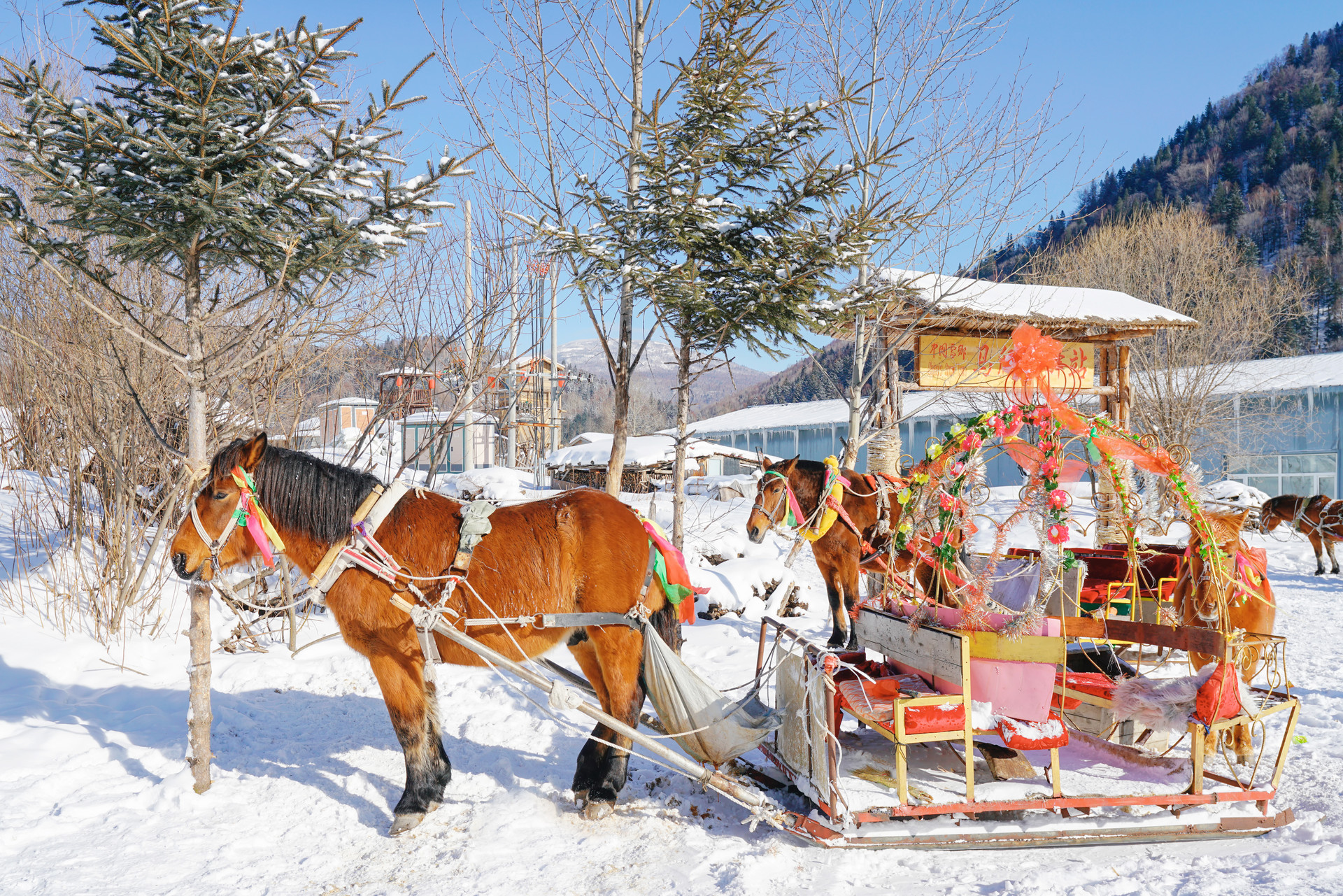 马拉爬犁封面图