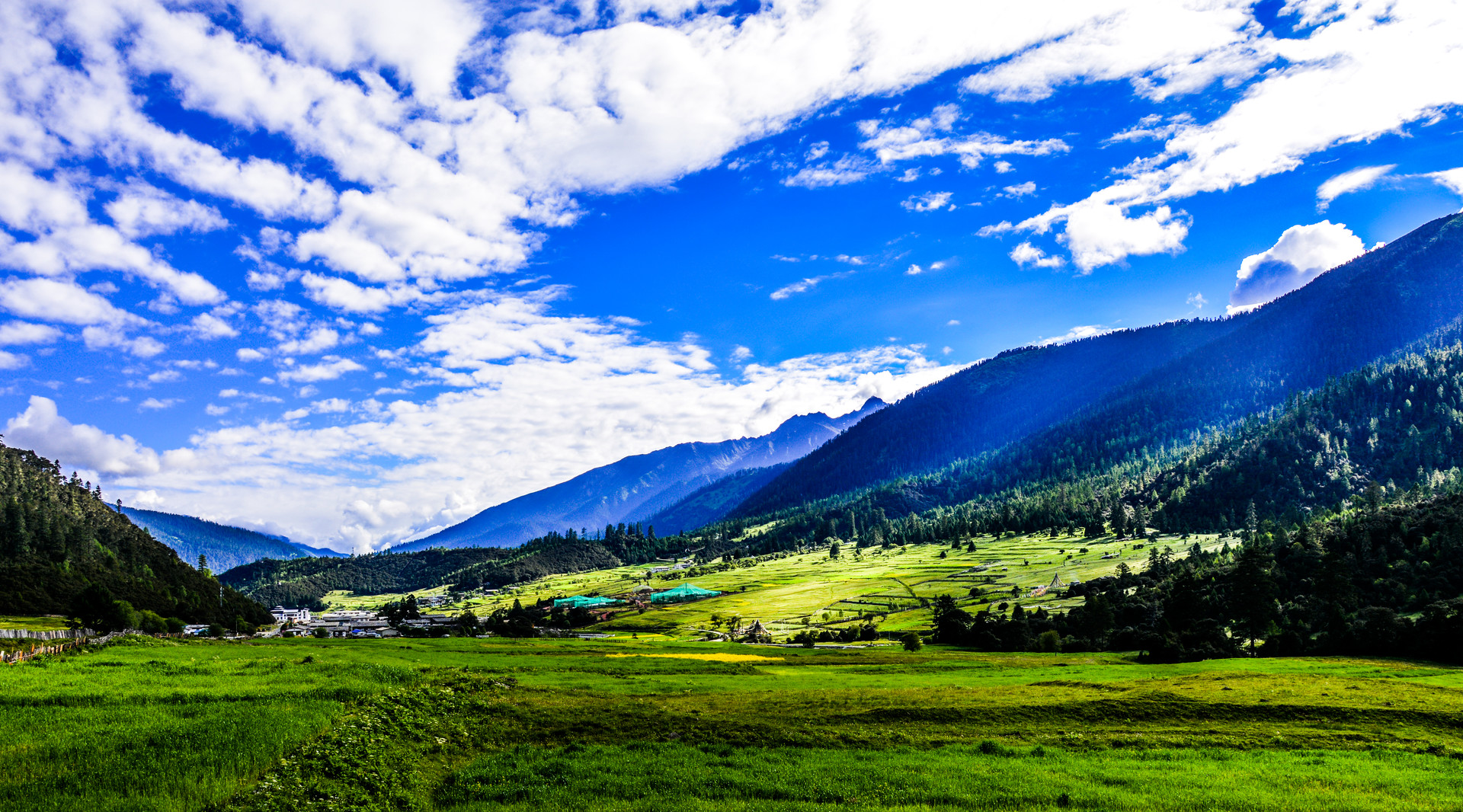 鲁朗林海封面图