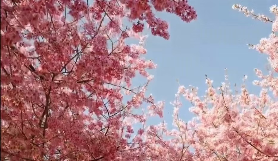 漳平永福樱花封面图