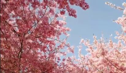 景点：漳平永福樱花