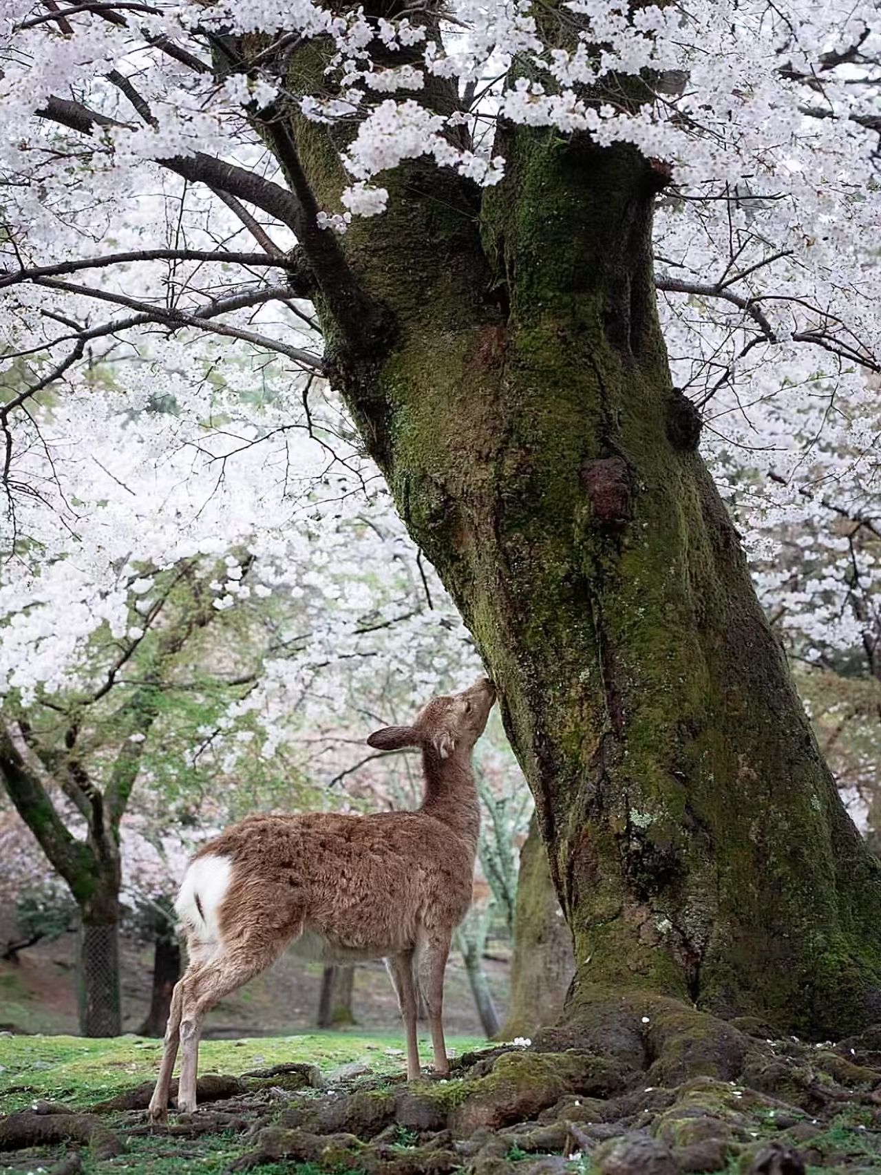 奈良公园封面图