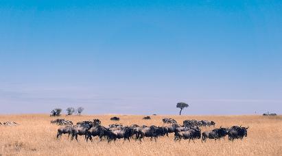【尼罗河的低语】<埃及游轮10天>乘坐海南航空公司，全程直航，特别包含开罗阿斯旺内陆航班！
