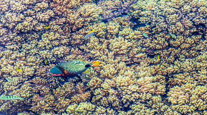 【皇牌玩家】<奥克兰、罗托鲁亚、基督城、蒂卡波、库克山、瓦纳卡>新西兰南北岛10天缤纷梦幻之旅