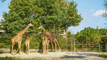 【C线】<广州长隆野生动物世界、欢乐世界二天四星团>