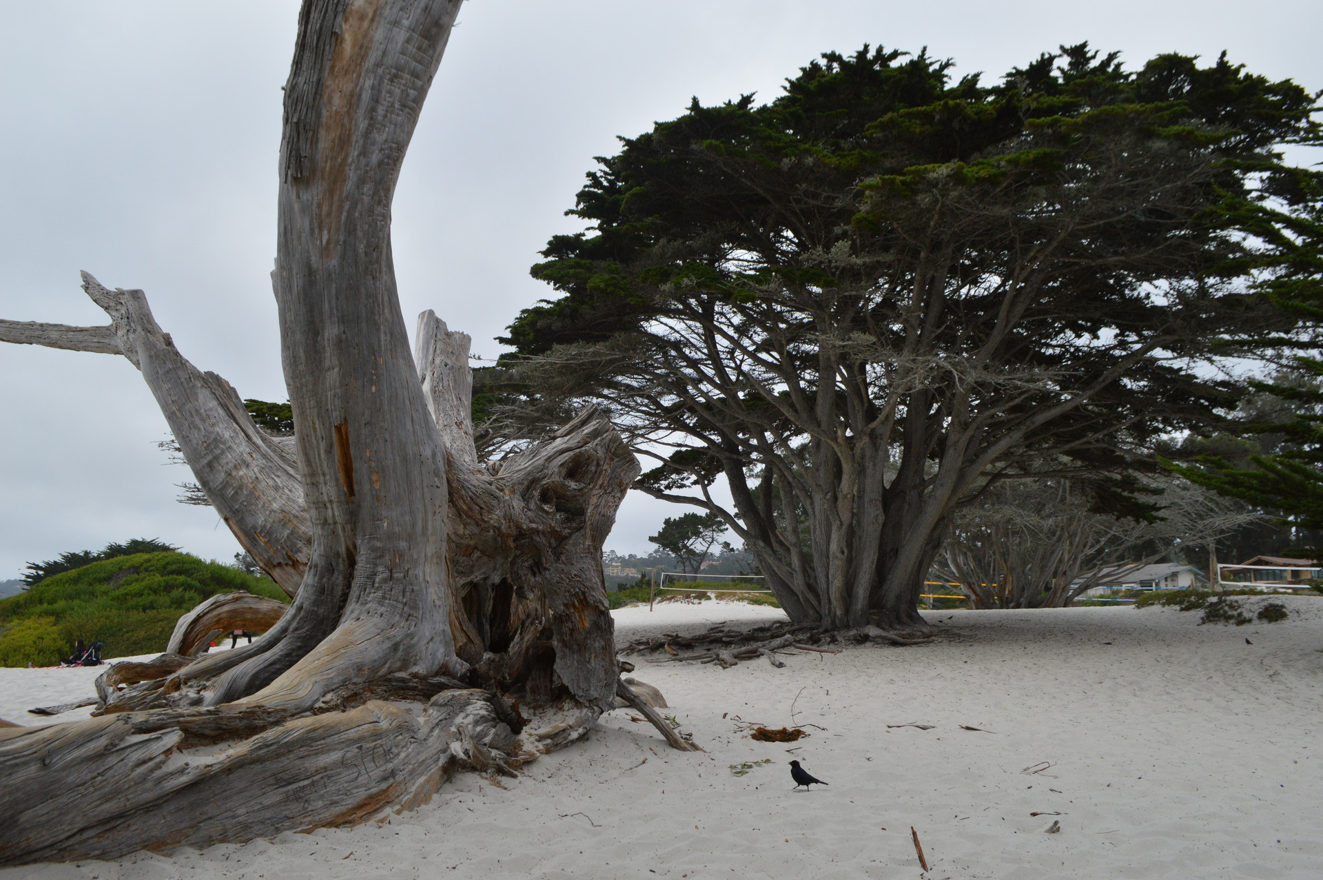 加州1号公路封面图