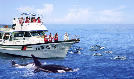 花莲赏鲸豚封面图