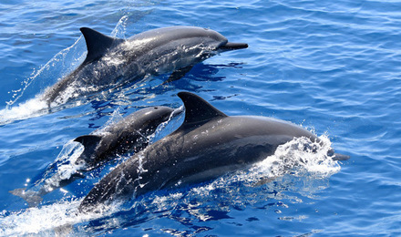 花莲赏鲸豚封面图