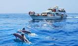 花莲赏鲸豚