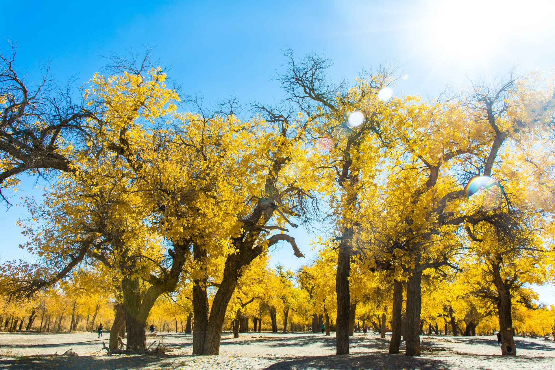四道桥英雄林封面图