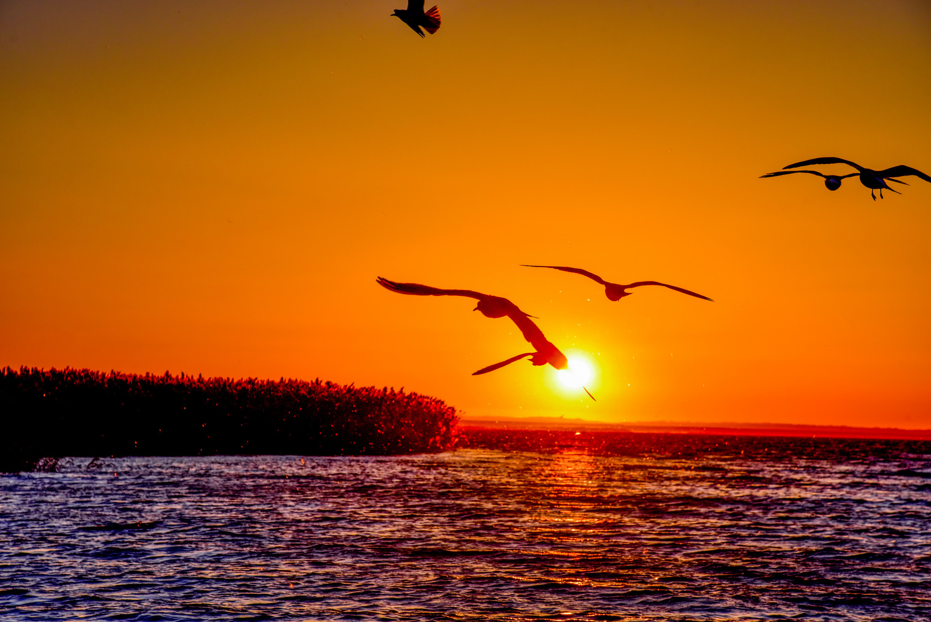 居延海日出封面图