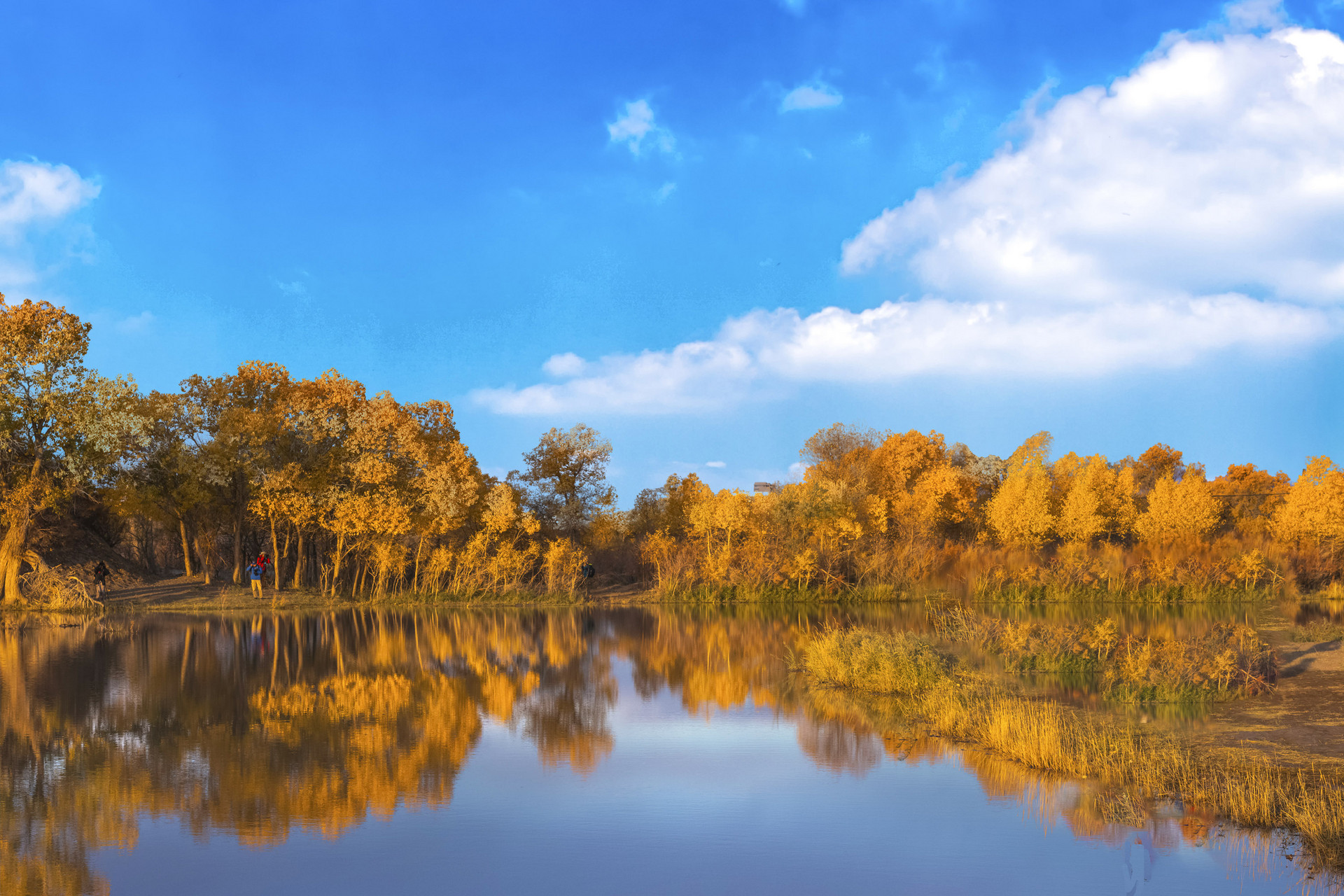 金塔县胡杨林封面图