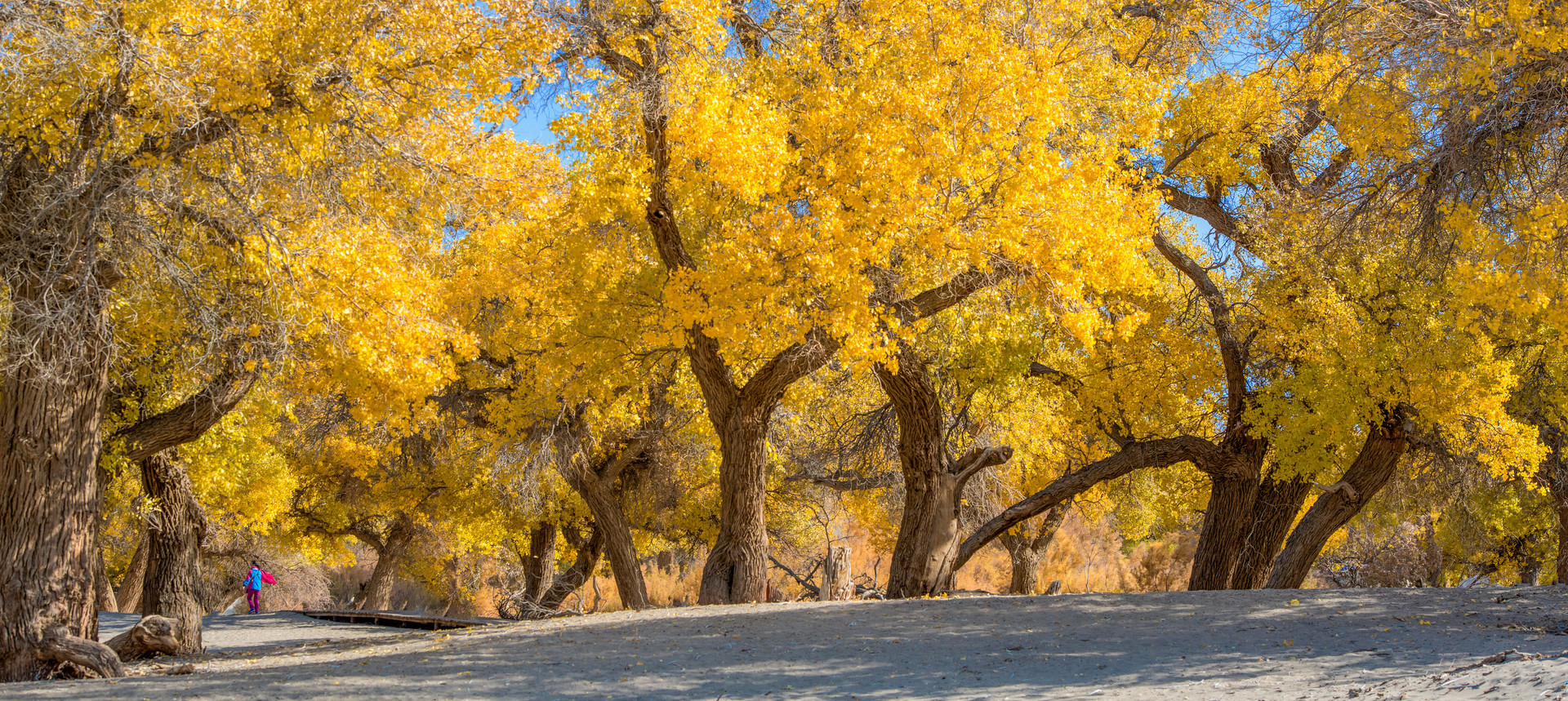 轮台胡杨林封面图