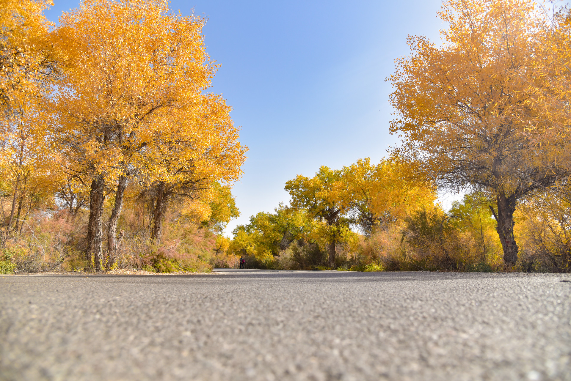 轮台胡杨林封面图