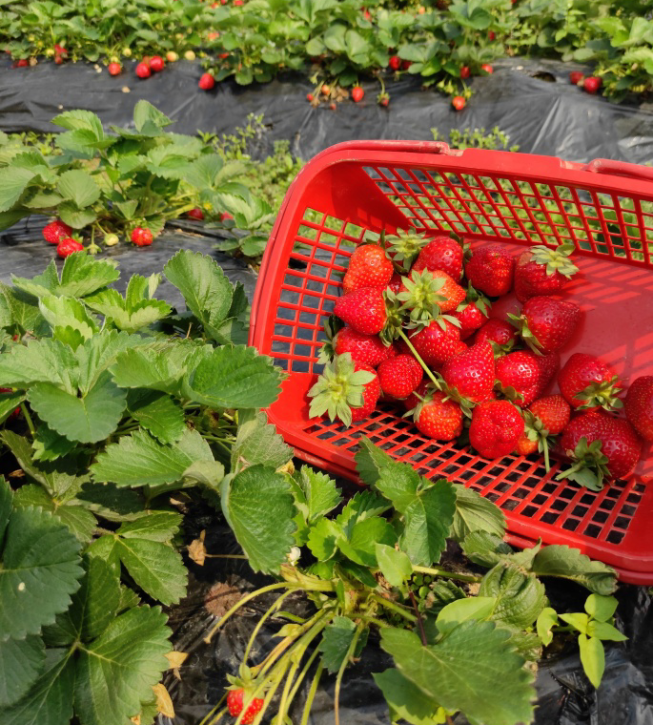 古石龙生态园封面图