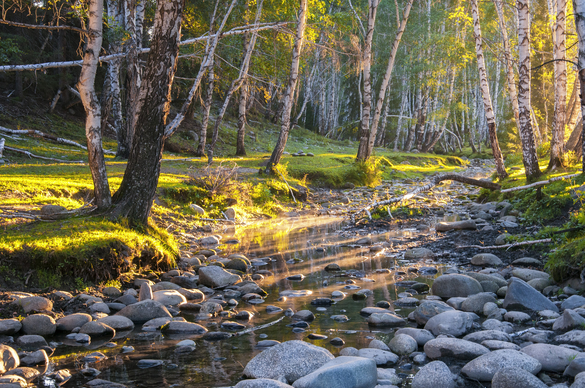 禾木白桦林封面图
