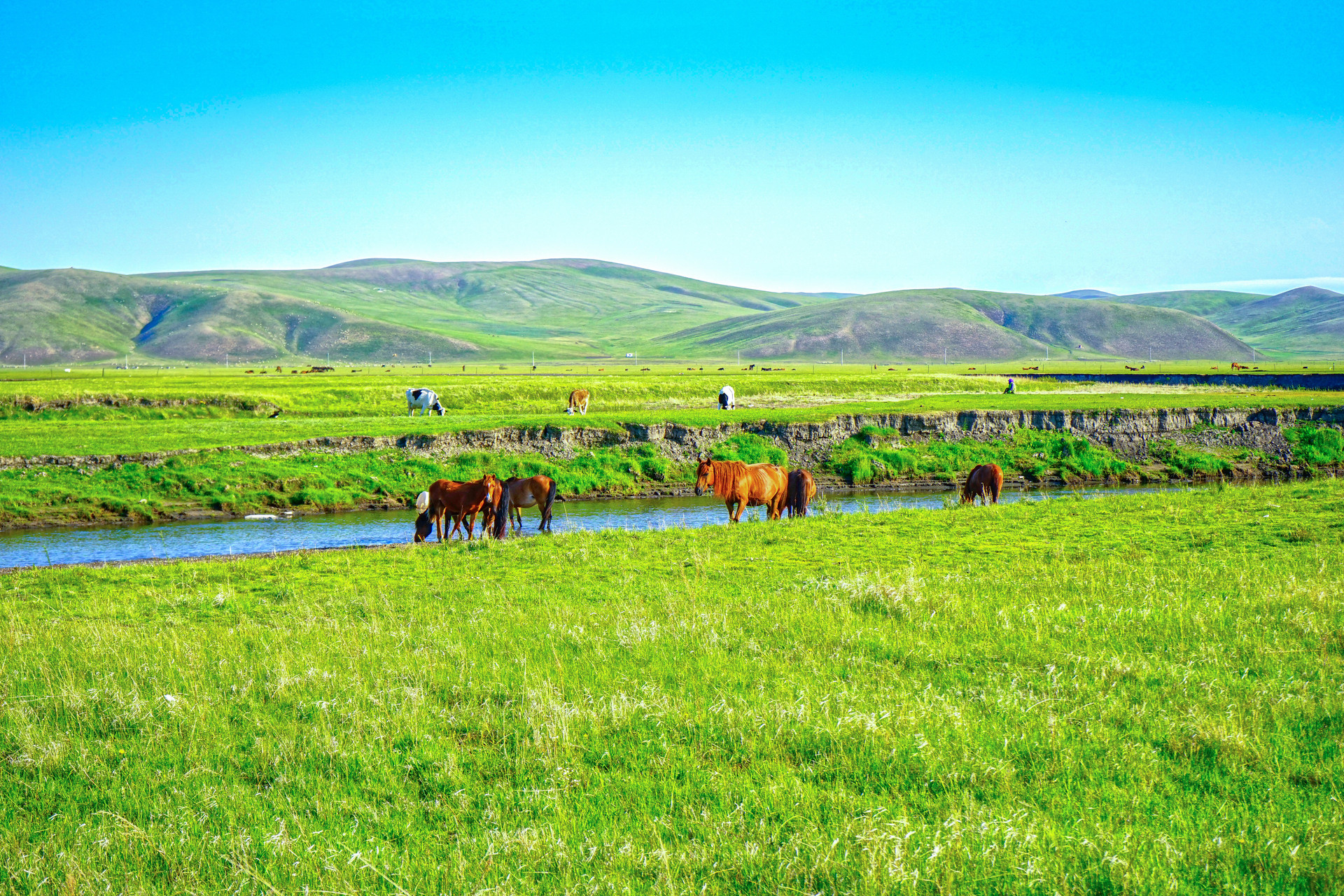 草原晨光封面图