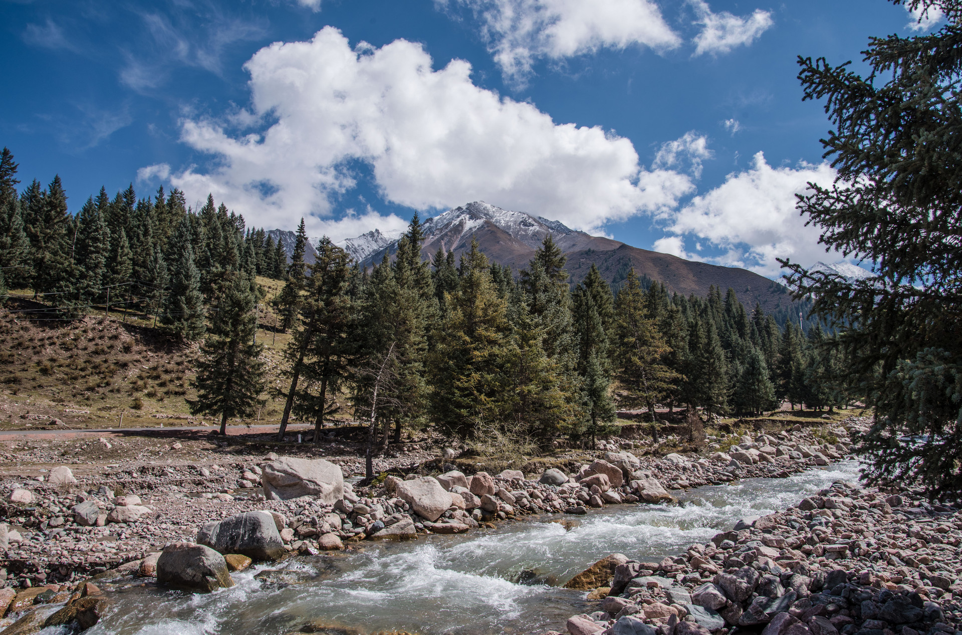 祁连冰沟原始森林封面图