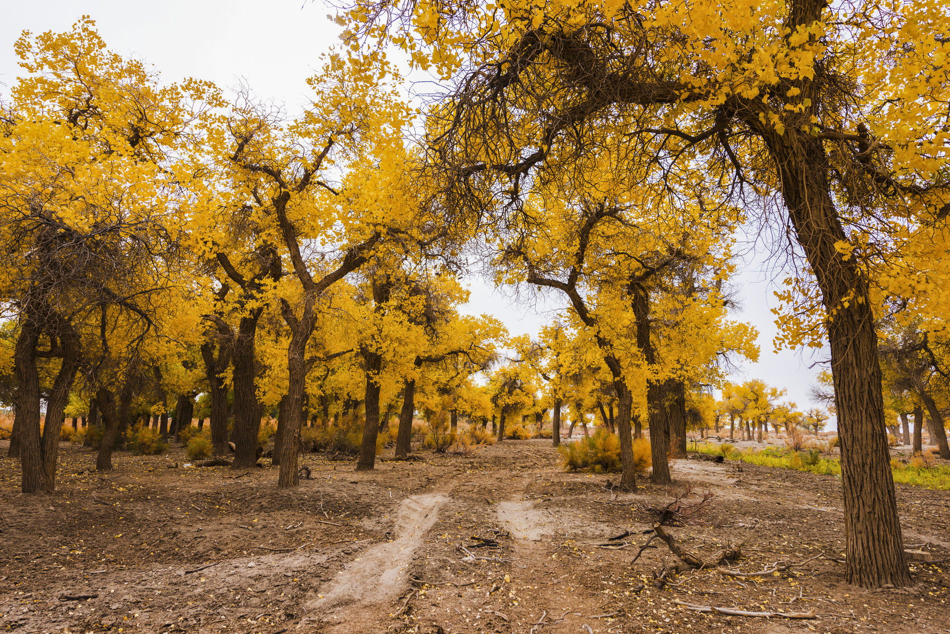 金秋胡杨封面图