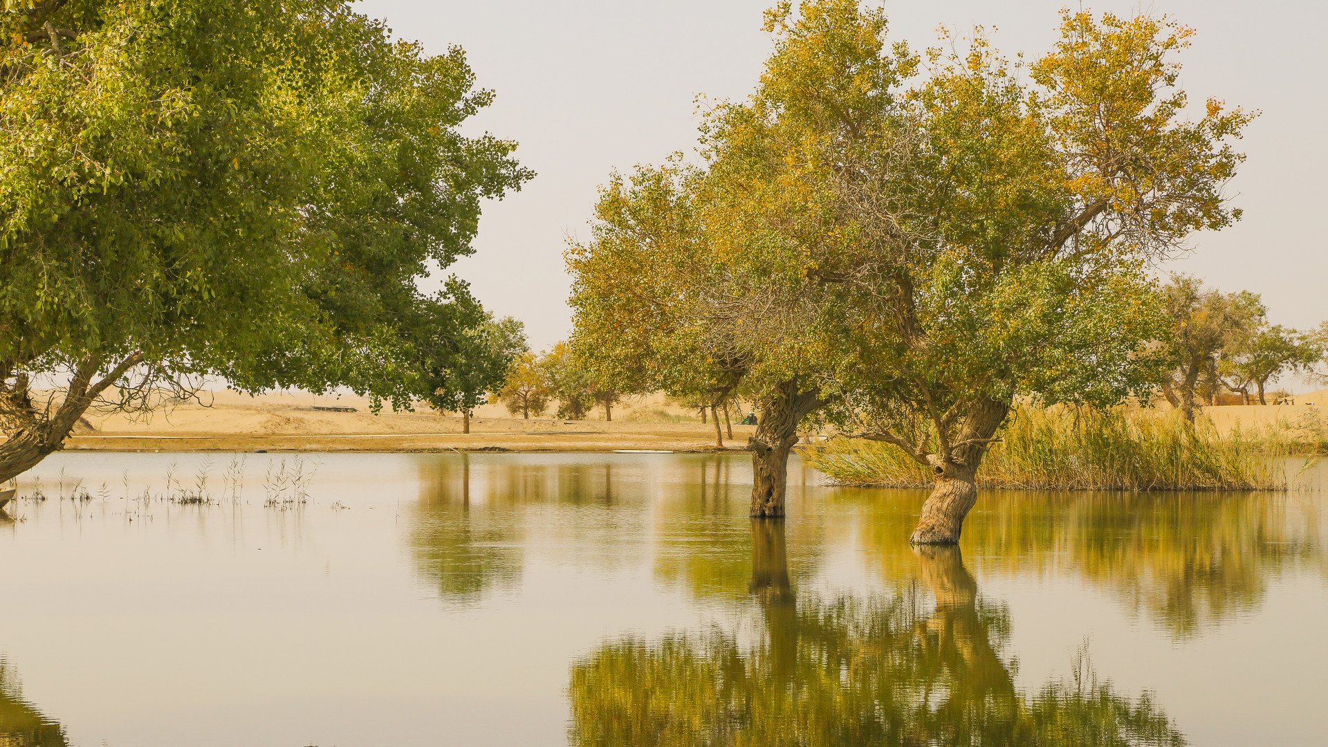 塔里木河畔胡杨封面图