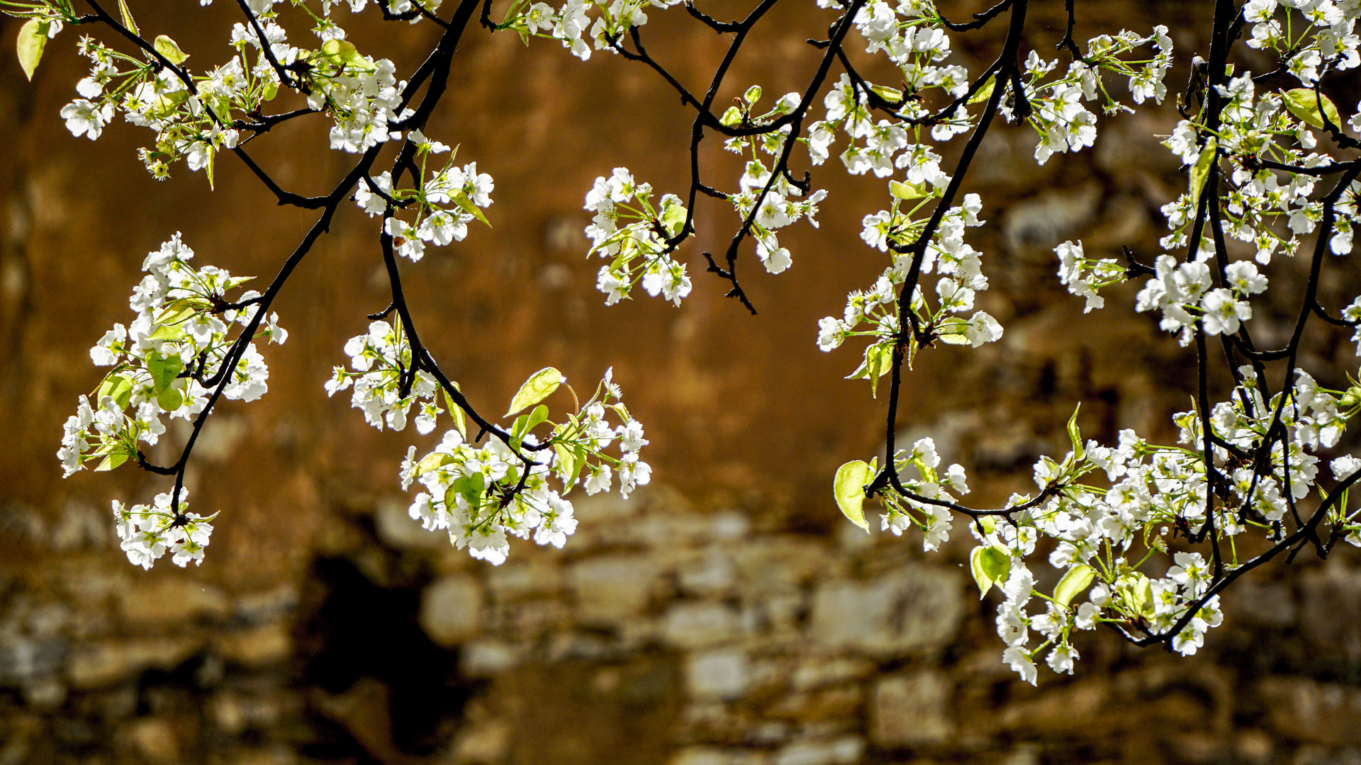 藏寨梨花盛放封面图