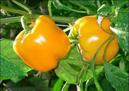 从化宝趣水果封面图