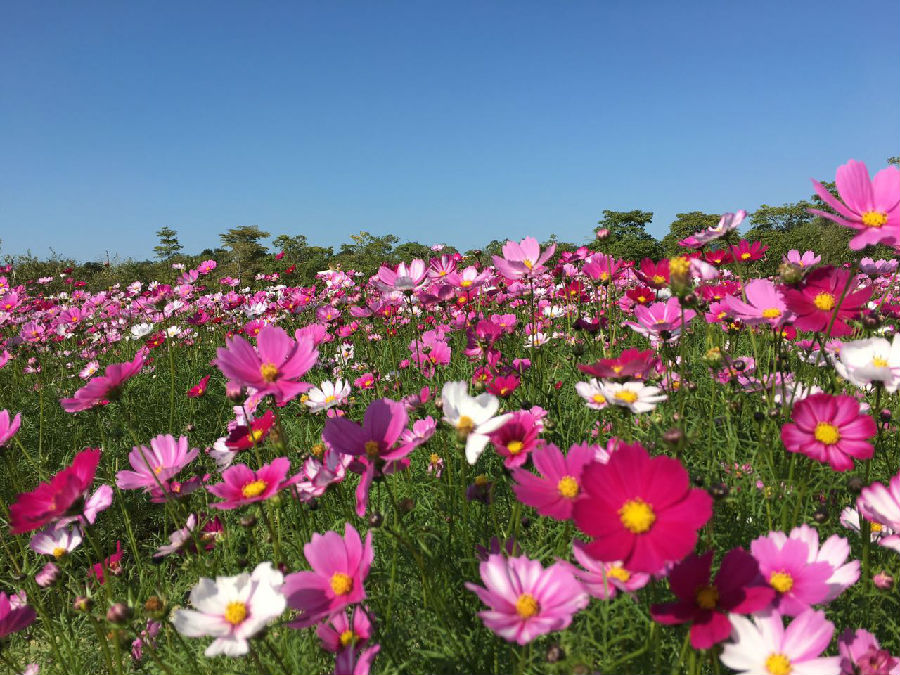 从化波斯菊封面图