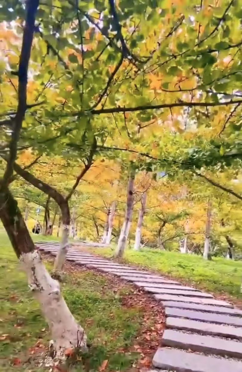 南雄银杏封面图