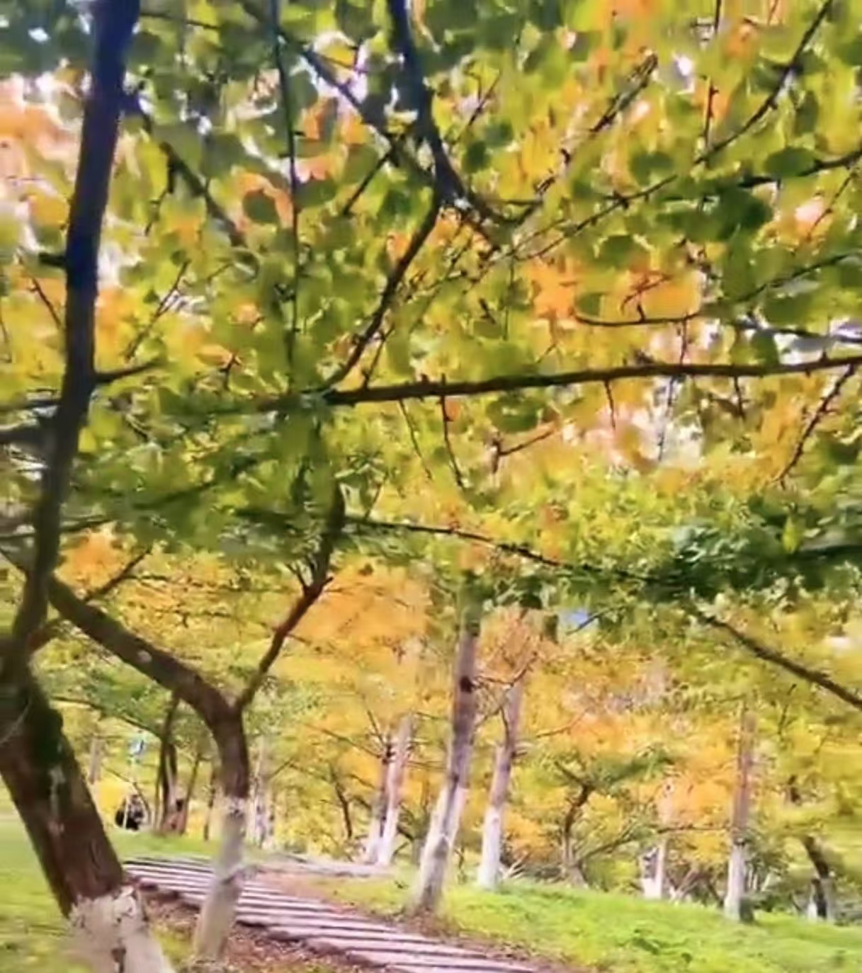 南雄银杏封面图