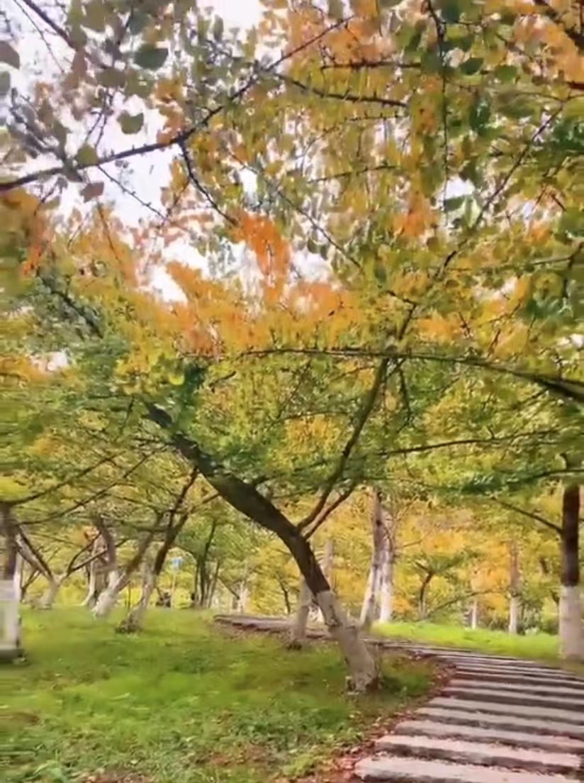 南雄银杏封面图