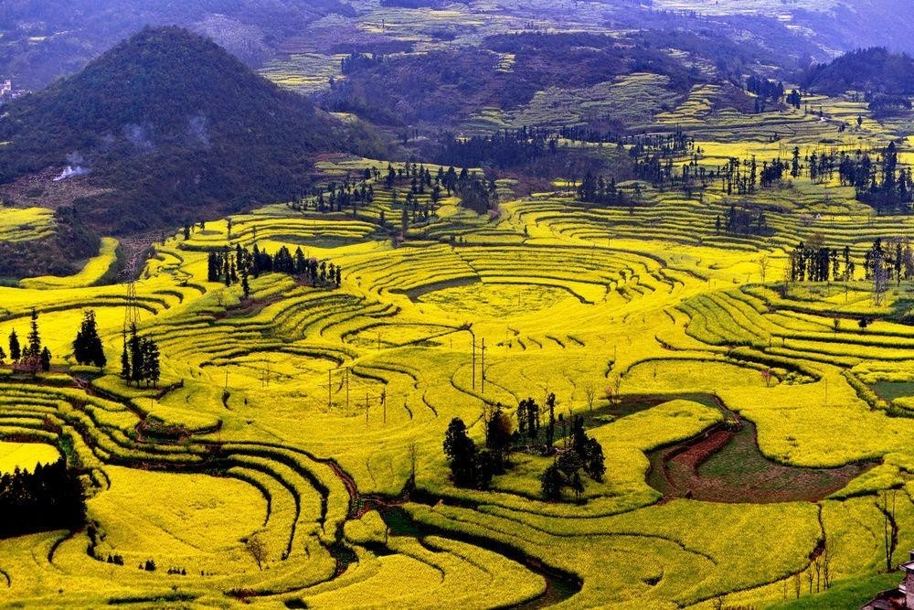 罗平油菜花海封面图