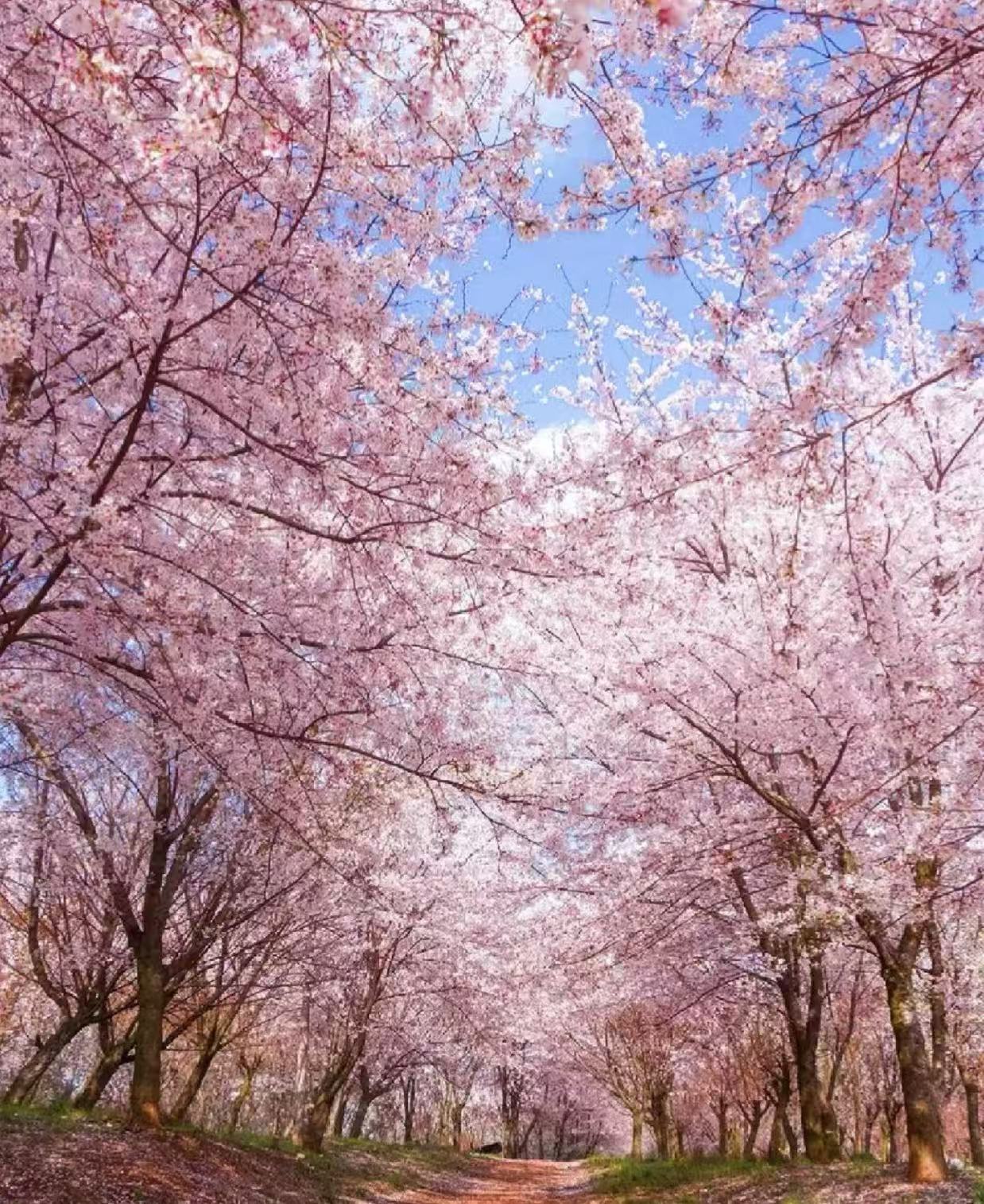 平坝樱花封面图