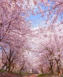 【樱漫闽南】<漳州古城+大地土楼+永福樱花+七彩官畲 动车4天游>