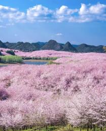 景点：平坝樱花